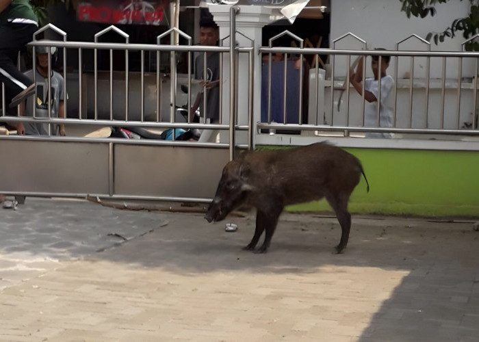 Babi Hutan Berkeliaran di Bandara Fatmawati Bengkulu Ganggu Aktivitas Penerbangan 