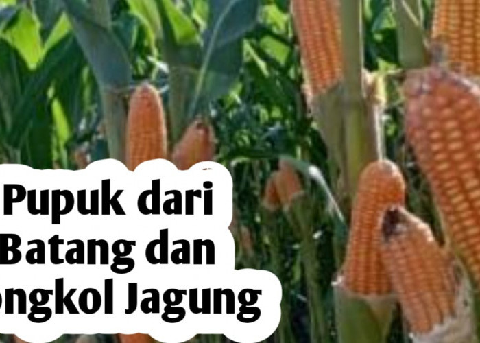 Manfaatkan Batang dan Tongkol Jagung, Bisa Dijadikan Bahan Pupuk Organik