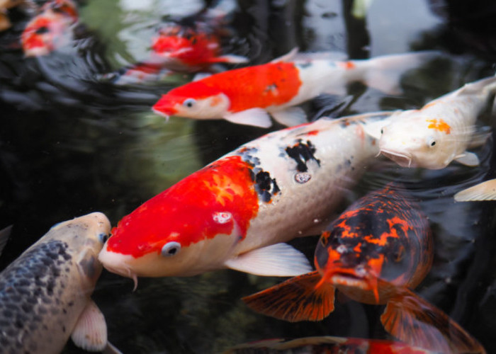 Usaha Ikan Koi, Peluang Bisnis Menjanjikan Meraih Cuan