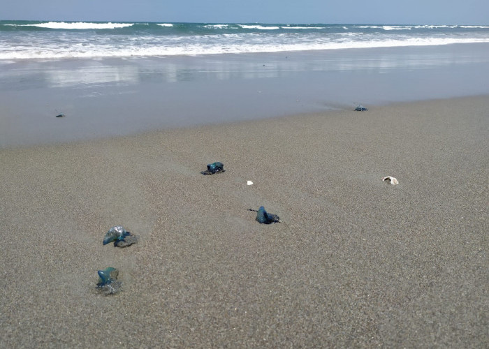 Waspada Main ke Pantai di Kota Bengkulu, Ribuan Ubur-ubur Masih Terdampar