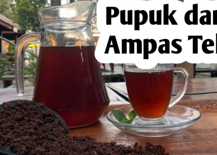 Cara Membuat Pupuk dari Ampas Teh, Ini Manfaatnya Bagi Tanaman