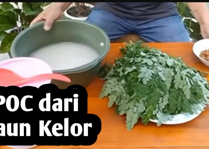 Membuat Pupuk Organik Cair dari Daun Kelor