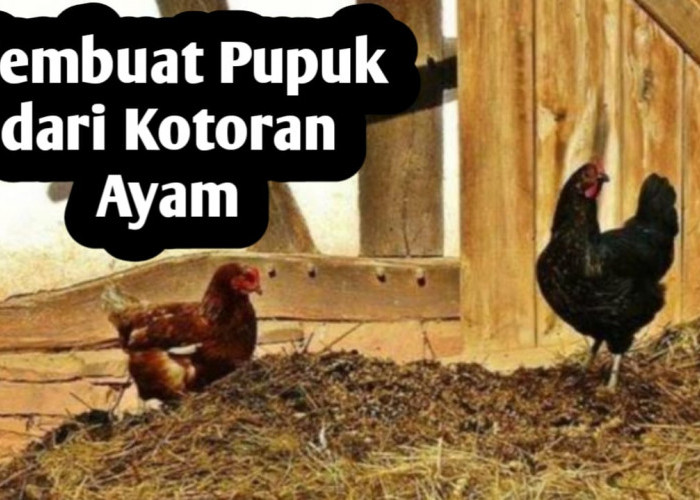 Cara Membuat Pupuk dari Kotoran Ayam, Simak Selengkapnya