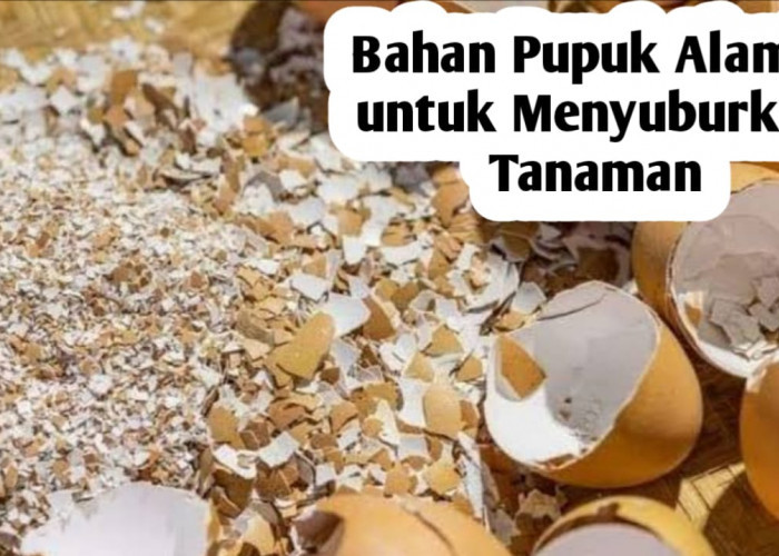 Pupuk Alami Agar Tanaman Tumbuh Subur, Ini 6 Jenis Bahan Yang Digunakan