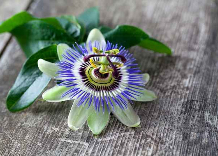 Passion Flower Ampuh untuk Atasi Kesehatan Mental