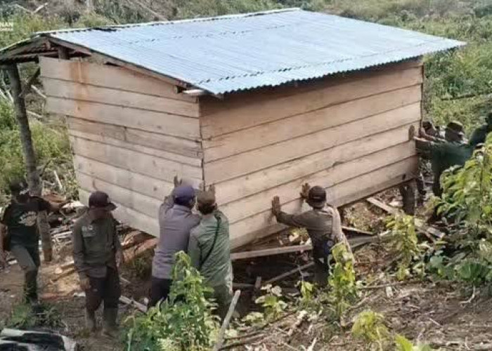 Sasar Habitat Gajah, Satgas Gakkum Lanjutkan Operasi Merah Putih di Mukomuko