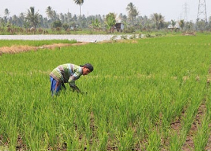  Penyaluran Benih Padi dan Jagung Capai Target, Petani Bisa Ajukan Tambahan