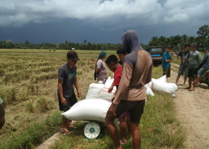 Jaga Stabilitas Harga, Bulog Bengkulu Beli Gabah Langsung dari Petani