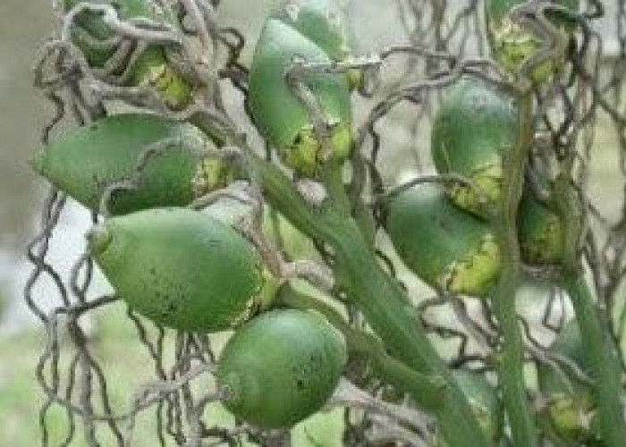 Ketahui 7 Manfaat Buah Pinang Untuk Kesehatan Tubuh