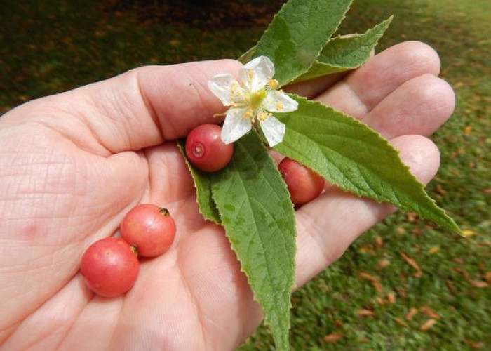 Sering Dikonsumsi Anak-anak, Inilah 9 Manfaat Buah Kersen Untuk Kesehatan 