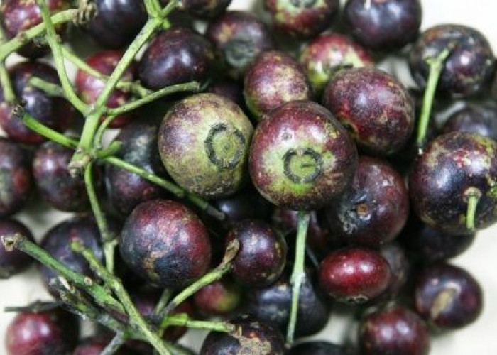 Kalah Saing Dengan Buah Impor, Inilah Manfaat Buah Gowok Buah Asli Indonesia 