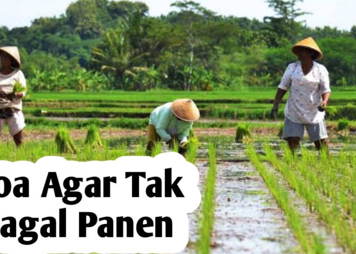 Amalan Doa untuk Para Petani, Agar Tak Gagal Panen