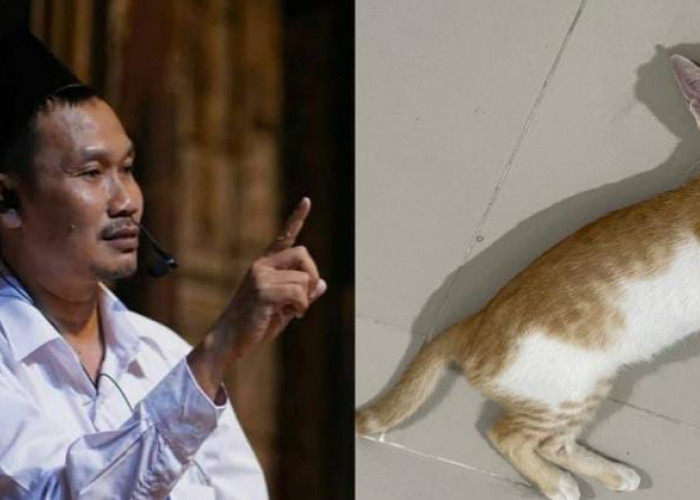 Keutamaan Memiliki Banyak Kucing di Rumah, Gus Baha Ungkap Faktanya