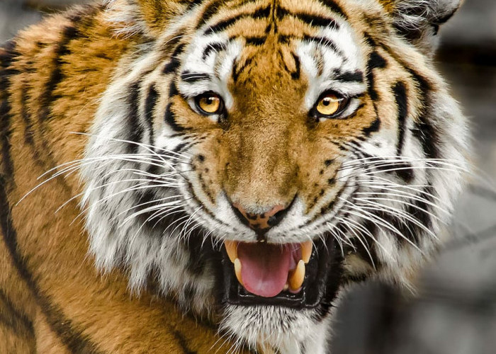 Ini Dia Bagian Tubuh Harimau yang Sering Dijadikan Jimat Atau Rajah!