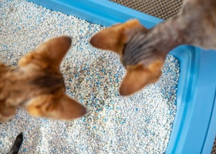 Bingung Pilih Jenis Pasir Untuk Kucing? Ini Jenis-jenis Pasir yang Bisa Digunakan 