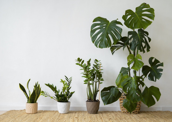 5 Tanaman Hias Pembawa Hoki Menurut Feng Shui, Cocok untuk Indoor dan Outdoor