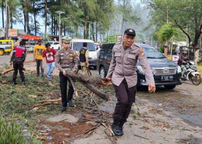 Kawasan Pantai Panjang Bukan Kewenangan Kota, Pemkot Rutin Pangkas Pohon di Median Jalan