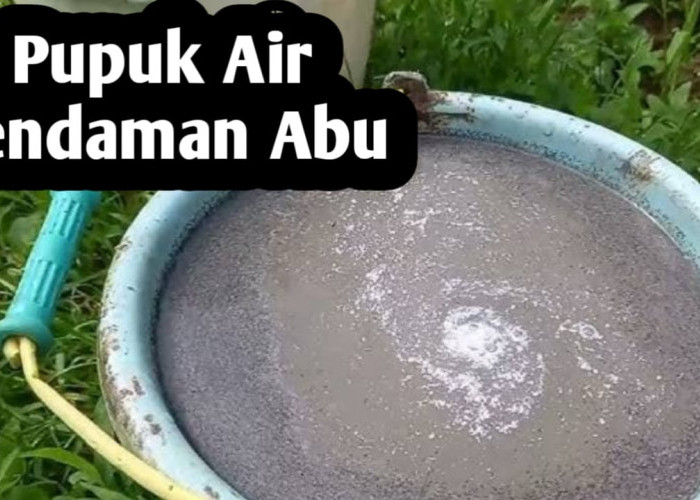 Manfaat Air Rendaman Abu, Bagus untuk Pupuk Tanaman