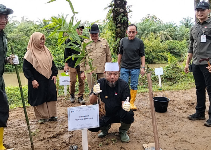 Gubernur Helmi Hasan Larang Sawit di Pinggir Sungai, 50 Meter dari Bibir DAS Wajib Pohon