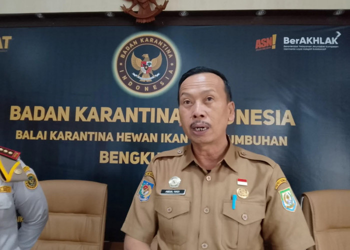 Stok Hewan Kurban Bengkulu Aman, Capai 20 Ribu Ekor Sapi Jelang Idul Adha 2026