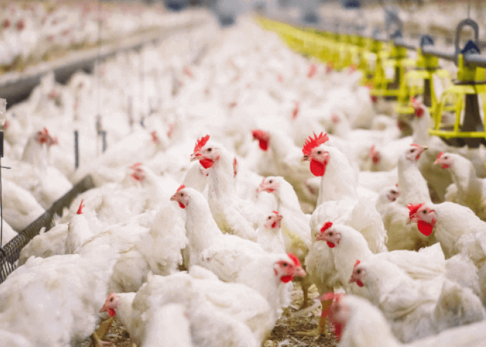 Bisa Modal Kecil, Jangan Takut Mulai Usaha Ayam Potong Kemitraan