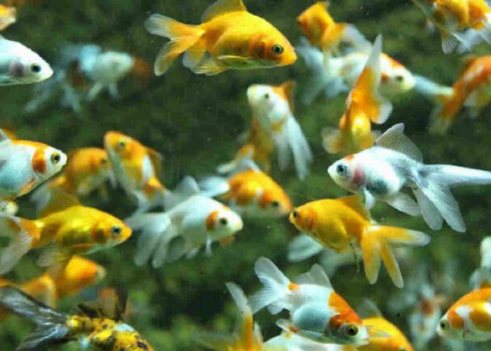 Ide Bisnis Ikan Hias Aquarium yang Mudah dan Bisa Untung Gede!