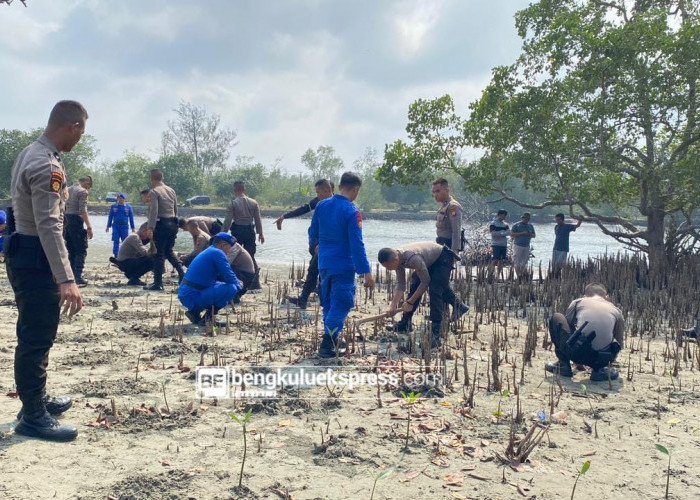 Hadang Abrasi, 2.000 Pohon Mangrove Ditanam di Pesisir Bengkulu 