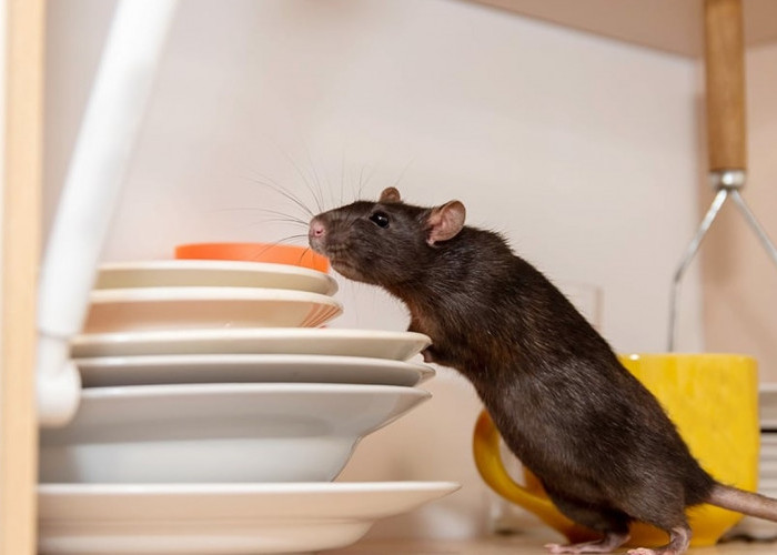 Tips Cara Mengusir Tikus, Praktis dan Ampuh dengan Bahan Alami