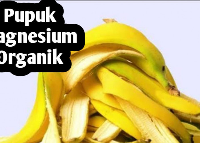 Membuat Pupuk Magnesium Organik dari Kulit Pisang dan Bayam