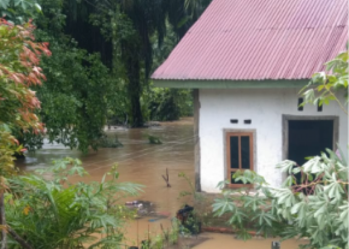 Air Bah Mengganas di Seluma, Pohon Sawit Tumbang Blokade Jalan Nasional Bengkulu–Manna