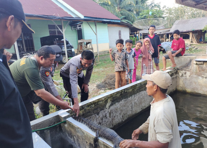 Buaya yang Ditemukan di Bengkulu Utara Diserahkan ke BKSDA