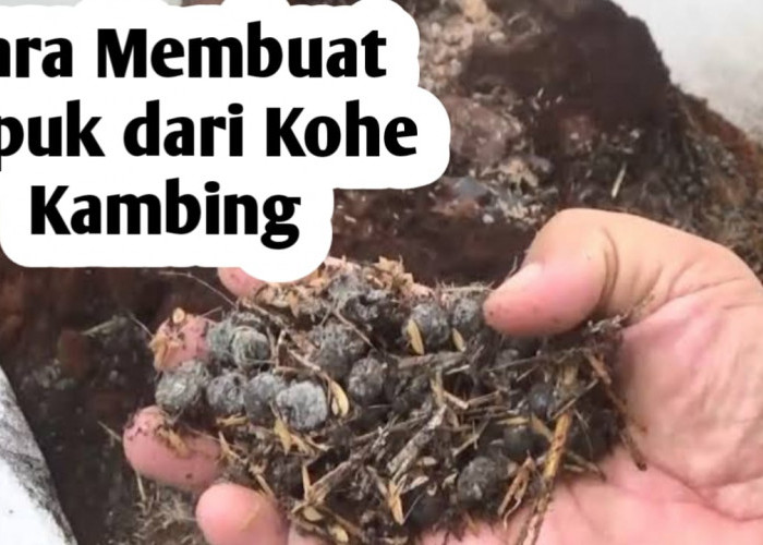 Cara Pembuatan Pupuk Kandang dari Kohe Kambing, Simak Penjelasan Berikut Ini