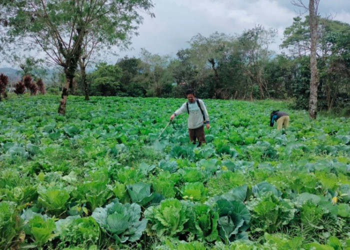 Rejang Lebong Ditetapkan Sebagai Sentra Hortikultura Provinsi Bengkulu