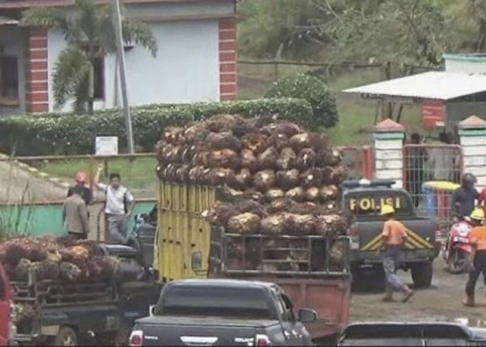 Puluhan Karyawan PT AIP di Seluma Dirumahkan, Perusahaan Hentikan Operasi 31 Maret 2026