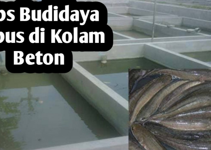 Tips Memulai Budidaya Ikan Gabus di Kolam Beton