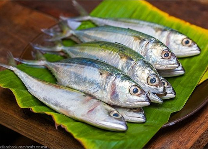 Cegah Berbagai Risiko Penyakit, Kenali Manfaat Ikan Kembung Untuk Kesehatan 