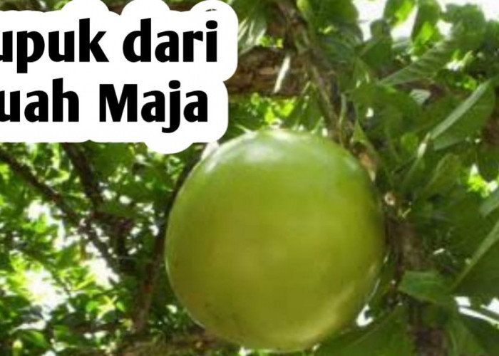 Manfaat Buah Maja, Baik Digunakan untuk Pembuatan Pupuk Organik