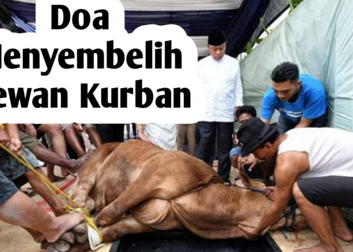 Doa saat Menyembelih Hewan Kurban, Baik Saat untuk Diri Sendiri Maupun untuk Orang Lain