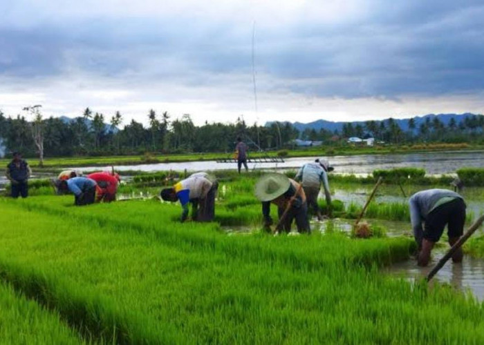 Ratusan Hektare Sawah di Kota Bengkulu Dapat Program Pompanisasi