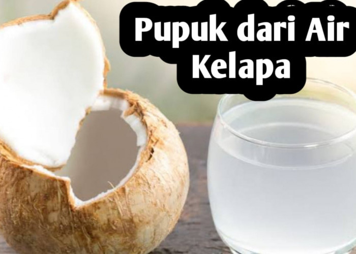 Membuat Pupuk dari Air Kelapa, Ini Manfaatnya Bagi Tanaman