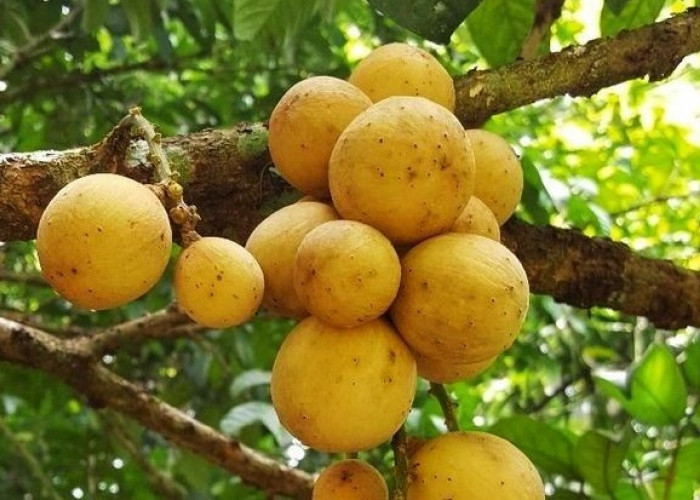 Jarang Terdengar, Ini Dia 7 Manfaat Buah Campolay Untuk Kesehatan