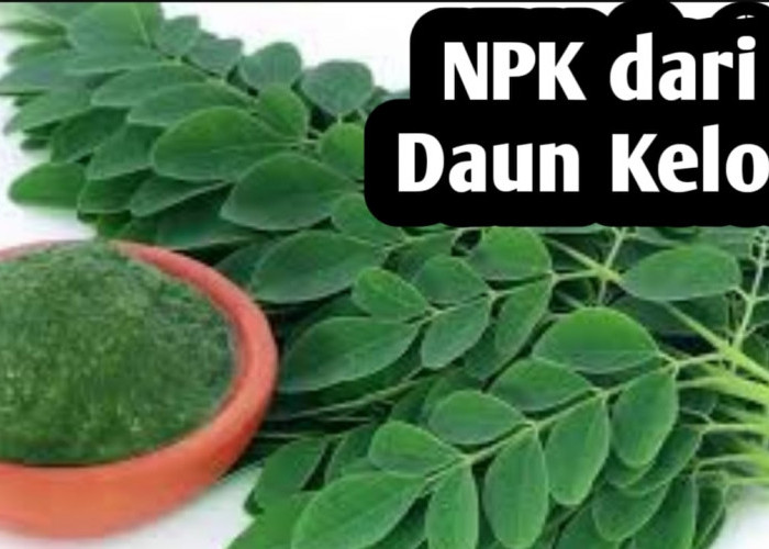 Membuat Pupuk NPK Alami dari Daun Kelor