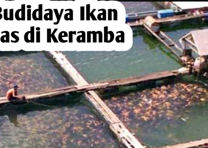 Tips Memulai Budidaya Ikan Mas di Dalam Keramba