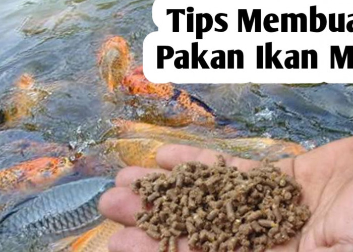 Tips Membuat  Pelet untuk Pakan Ikan Mas