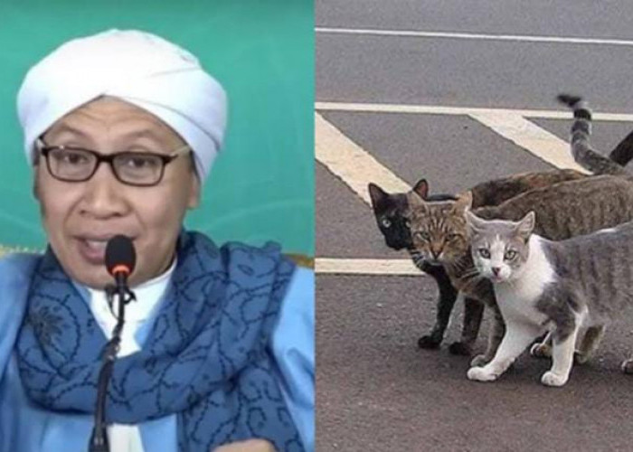 Benarkah Menabrak Kucing Bisa Mendatangkan Musibah? Ini Kata Buya Yahya