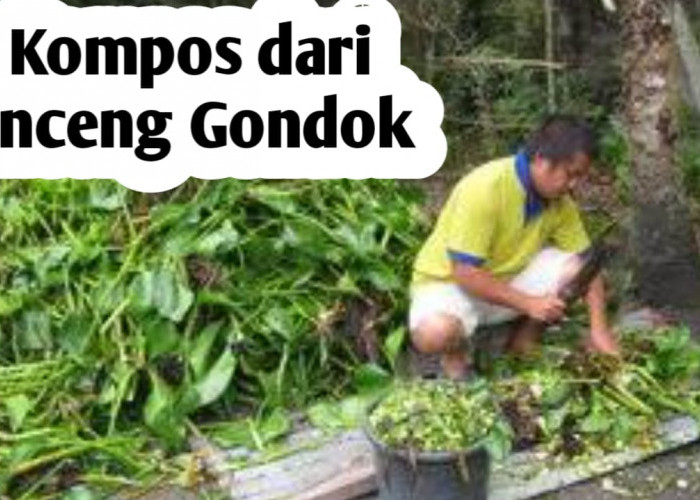 Mudah, Ini Cara Membuat Pupuk Kompos dari Limbah Eceng Gondok