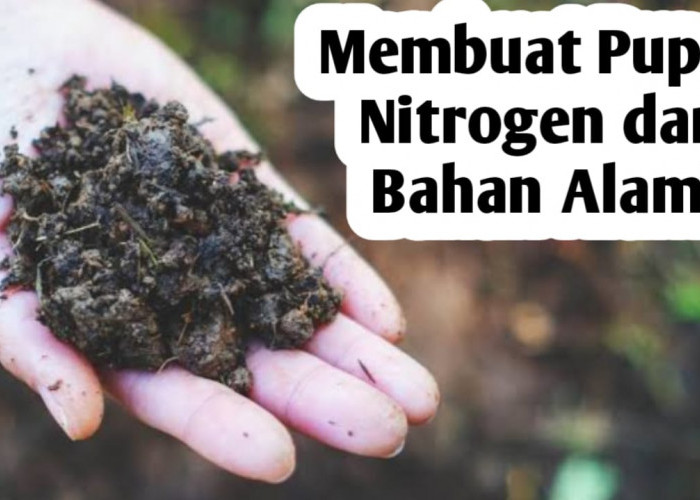 Membuat Pupuk Nitrogen dari Bahan Alami