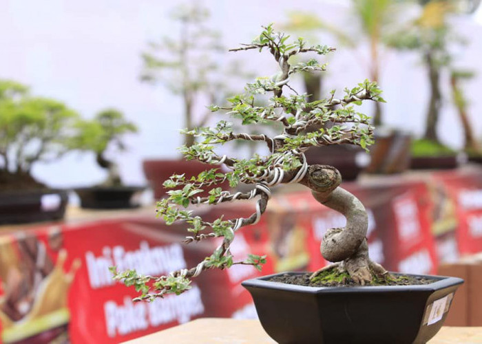 Rayakan HUT ke-24 Rakyat Bengkulu, PPBI-RB Gelar Pameran dan Kontes Bonsai Terbuka