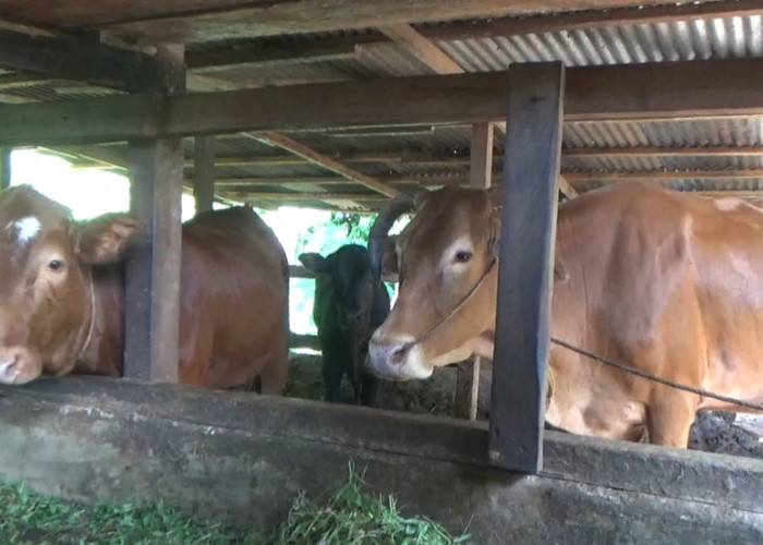 Rincian Hewan Kurban Bengkulu Utara, 7.866 Sapi dan 5.292 Kambing Siap Potong