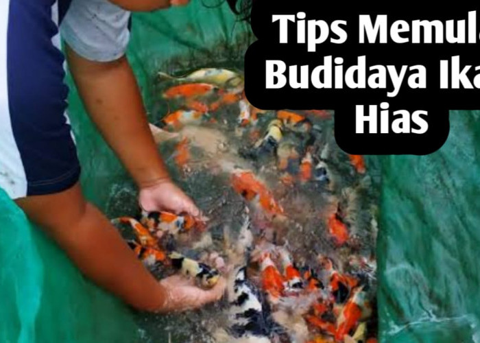 Tips Memulai Budidaya Ikan Hias Bagi Pemula, Perhatikan 8 Langkah Ini
